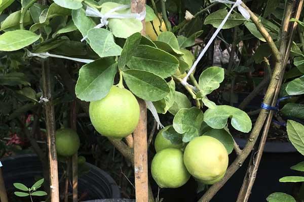 Citrus Key Limequat Std Tree 5 Gallon