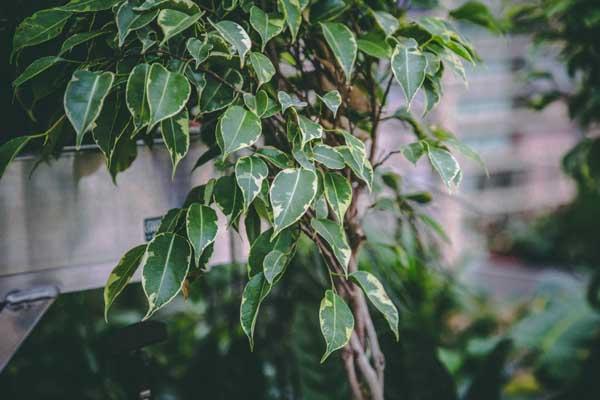 Braided Ficus Alii Tree 10"