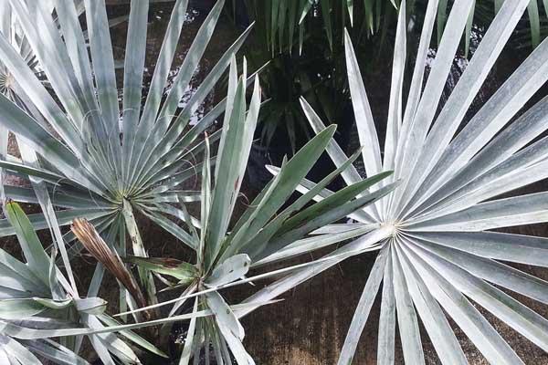 Bismarck Palm 14 Inch