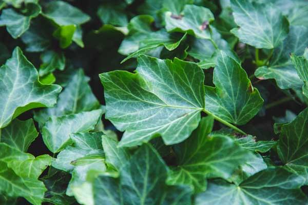 English Ivy 8" Hanging Basket