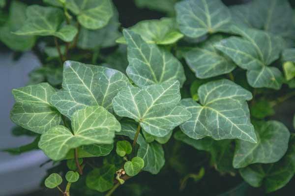 English Ivy 'Green' 4"