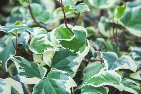 Algerian Ivy 'Variegated' 8" Hanging Basket