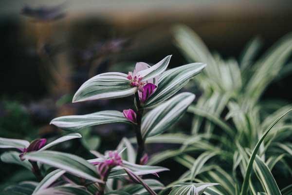 Tradescantia Purple 8" Hanging Basket