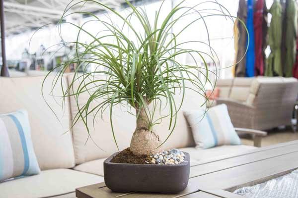 Ponytail Palm 10"