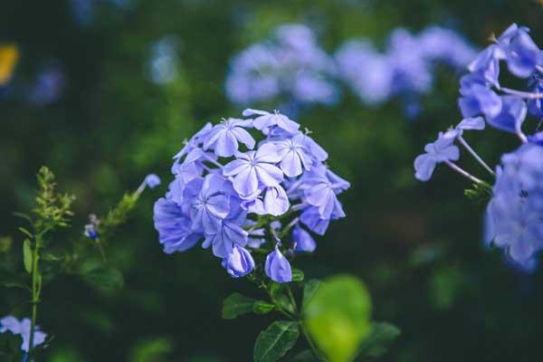 Tropical Leadwort 10"