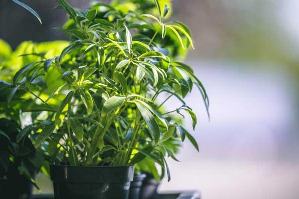 Umbrella Plant 10"