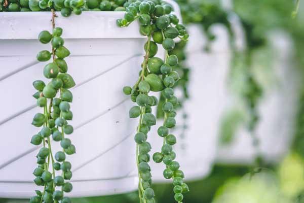 String of Pearls  6" Hanging Basket