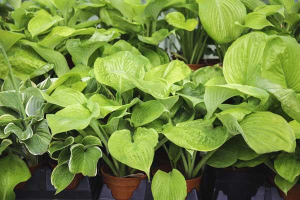 Hosta 'Sum & Substance' 2 Gallon