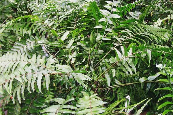 Macho Fern 6"