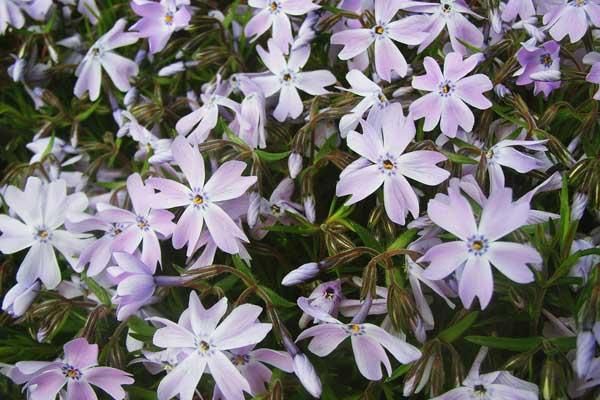 Creeping Phlox 'Emerald Blue' 1 Gallon