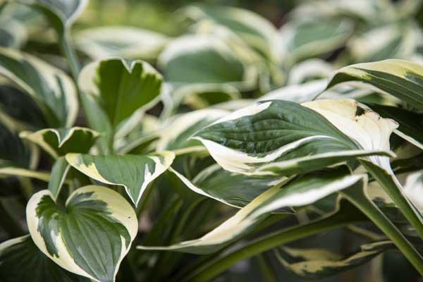 Hosta 'Minuteman' 1 Gallon