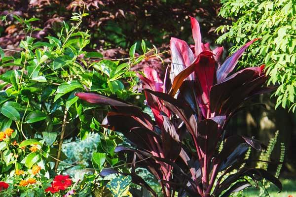Cordyline Plant 'Auntie Lou' 10"