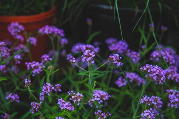 Verbena 'Lollipop' 2 Gallon