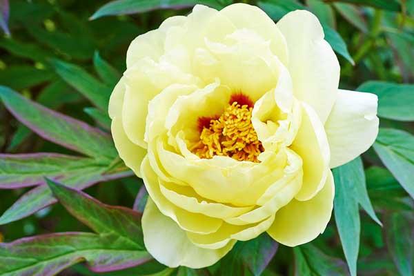 Itoh Peony 'Bartzella' 3 Gallon