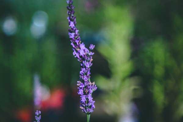 English Lavender 'Phenomenal' 1 Gallon