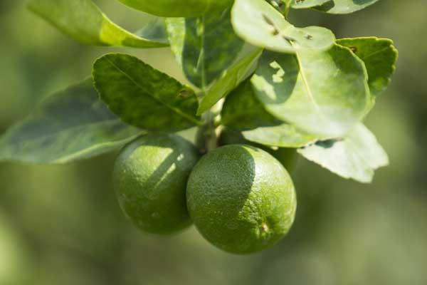Citrus Lime 'Persian' Std Tree 5 Gallon
