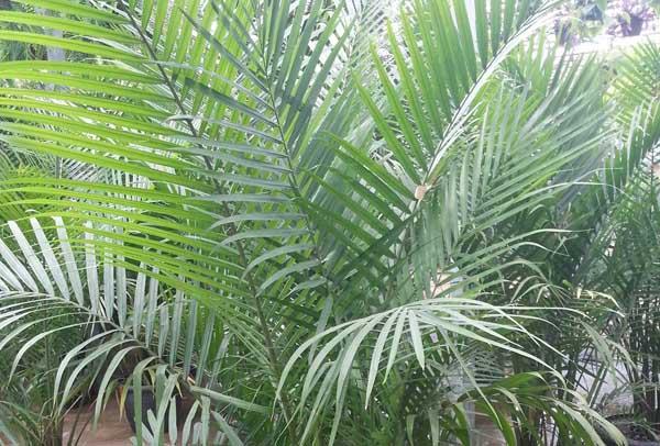 Majesty Palm Multi-Stem 10 Inch