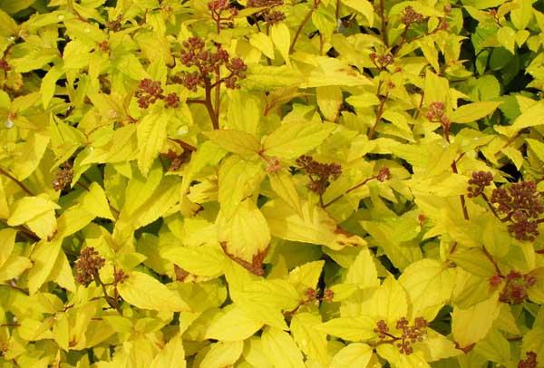 Spirea 'Gold Mound' 3 Gallon