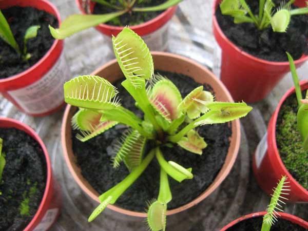 Venus Fly Trap 3"