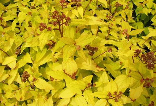 Spirea 'Gold Mound' 3 Gallon