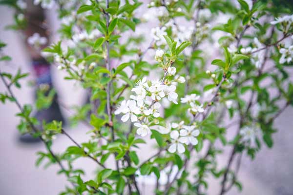 Deutzia Yuki Cherry Blossom&reg; 3 Gallon