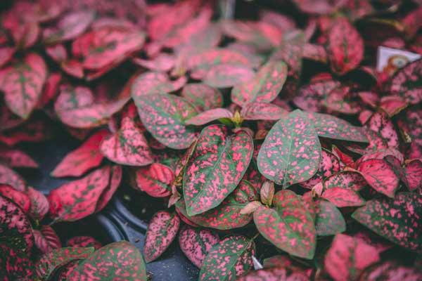 Polka Dot Plant 'Red Splash' 4"