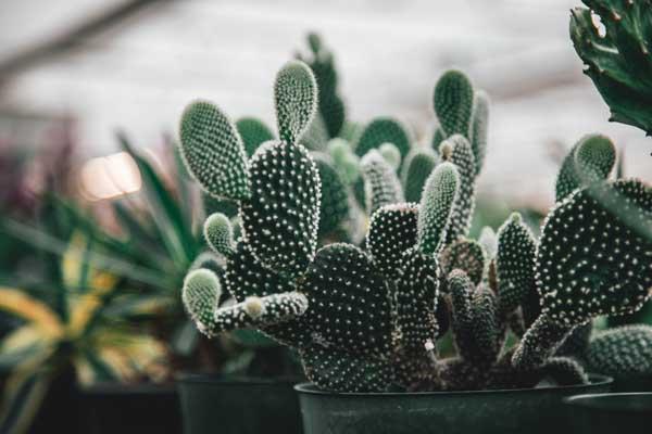 Cactus 'Prickly Pear' 10"