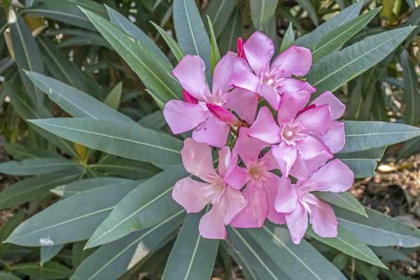 Oleander 10"