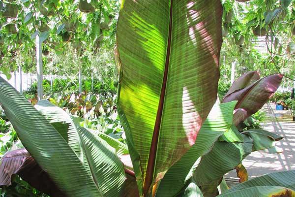 Red Abyssinian Banana Tree 10"