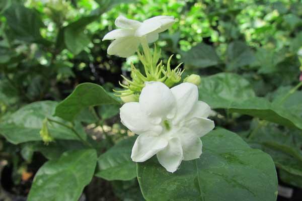 Jasmine, Arabian Sambac 10"