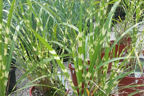 Zebra Grass 'Zebrinus' 3 Gallon