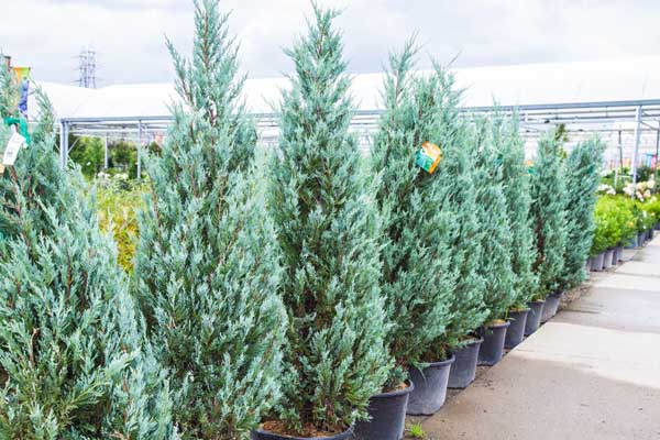 Rocky Mountain Juniper 'Wichita Blue' 3 Gallon