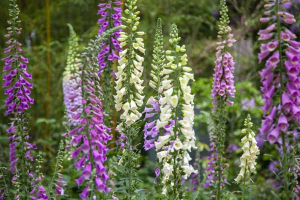 Foxglove 'Foxy' 2 Gallon