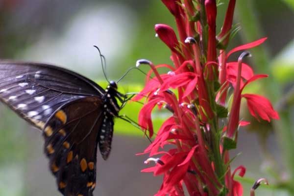 Cardinal Flower 2 Gallon