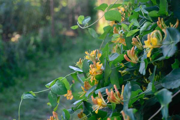 Honeysuckle 'Mandarin' 2 Gallon