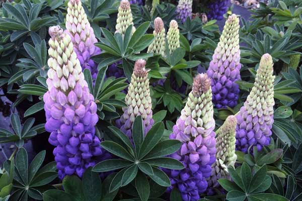 Lupine 'Persian Slipper' 2 Gallon