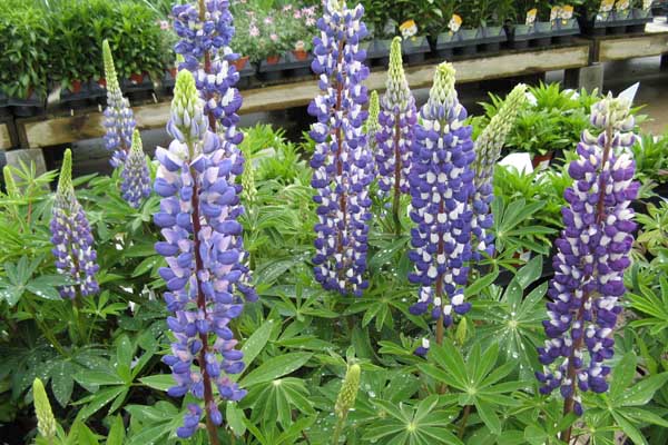 Lupine Staircase&trade; Blue 2 Gallon
