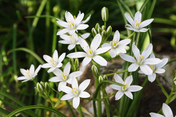 Star of Bethlehem 4"