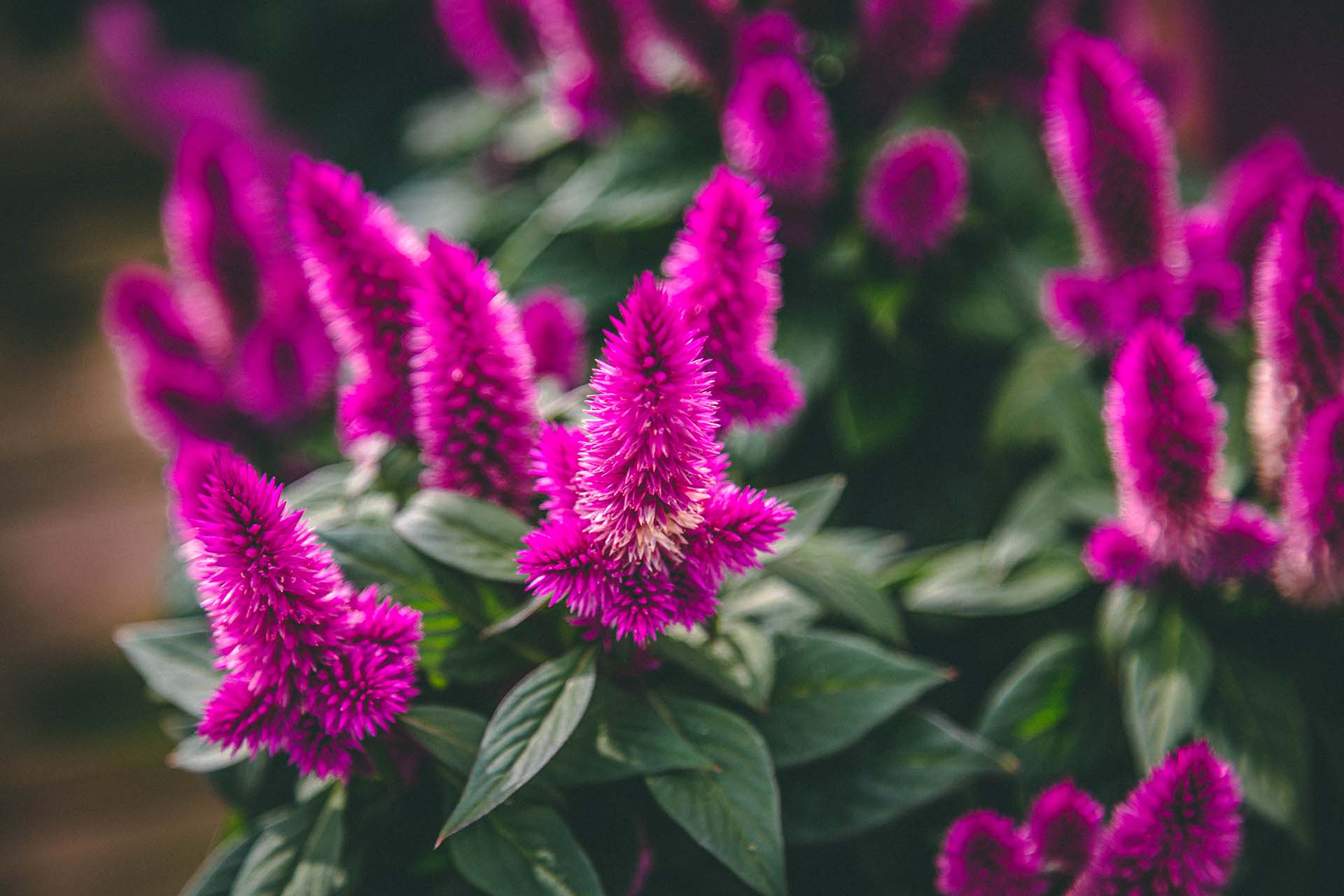 Assorted Fall Plants