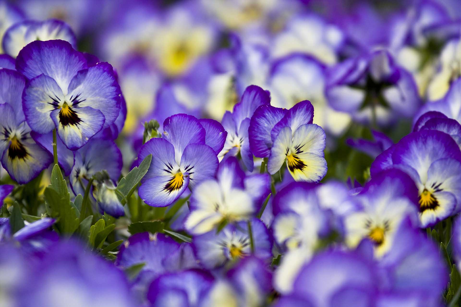 Pansies & Violas