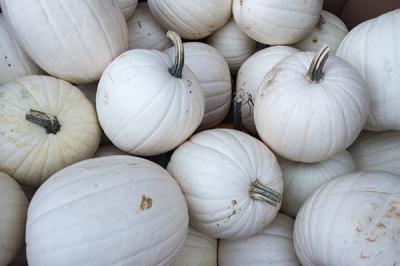 White Pie Pumpkin