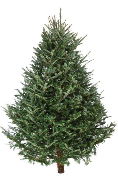 Fresh Cut Fraser Fir Christmas Tree 6-7 foot