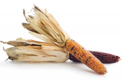Variegated Maize
