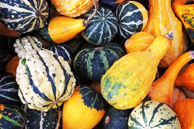 Assorted Gourds