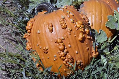 Warty Pumpkin