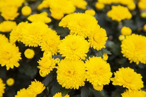 Fall Mum Cheryl&trade; Sparkling Yellow 12"