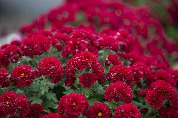 Fall Mum Bandi&trade; Burgundy 8"