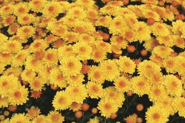 Fall Mum Cheryl&trade; Golden 12"