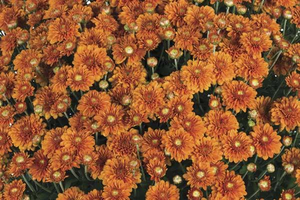 Fall Mum Hannah&trade; Orange 8"