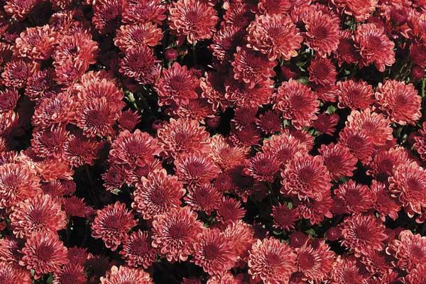 Fall Mum Cheryl&trade; Jolly Red 12"